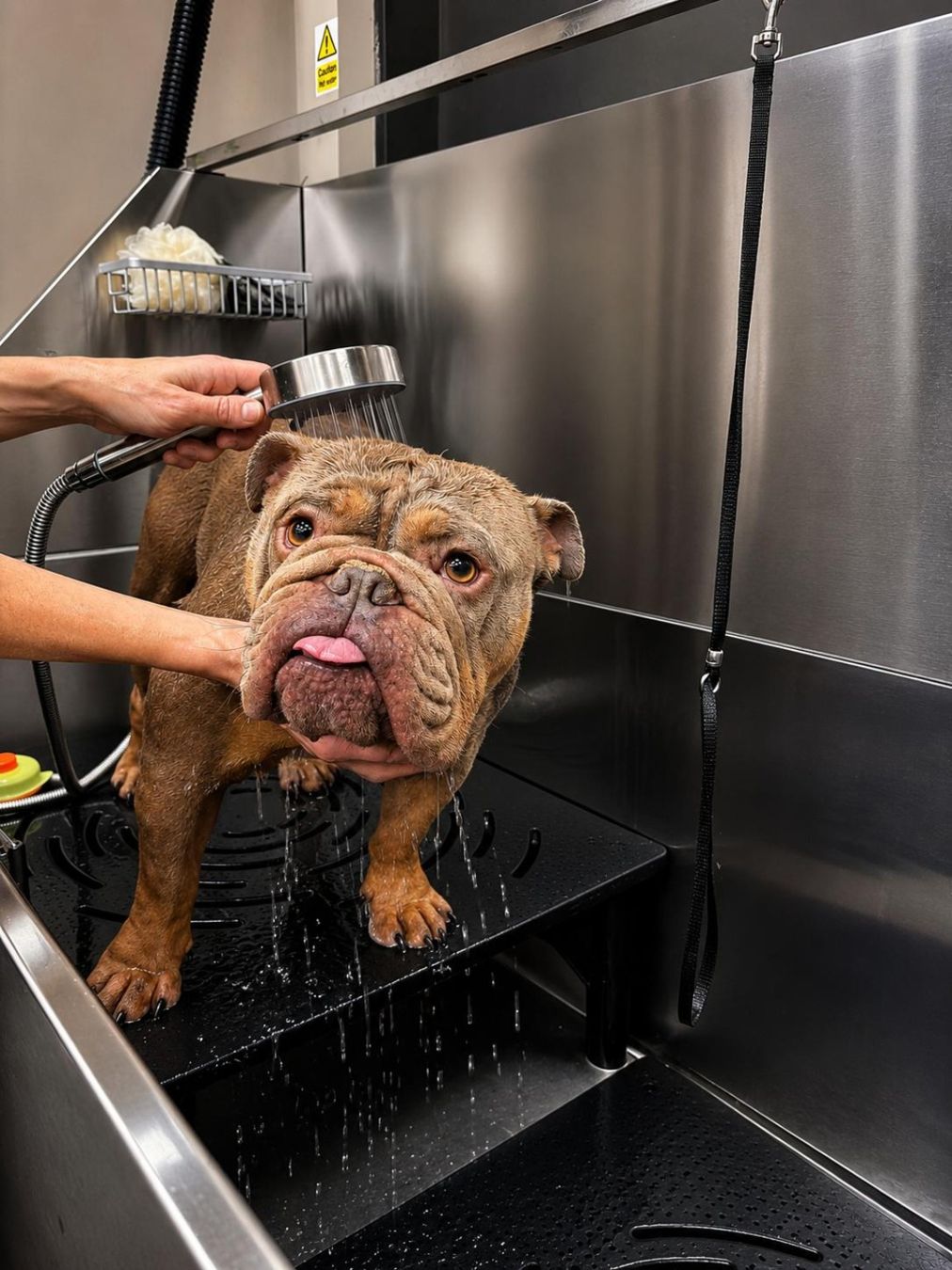Real customer dog enjoying a bath at Doggystyle