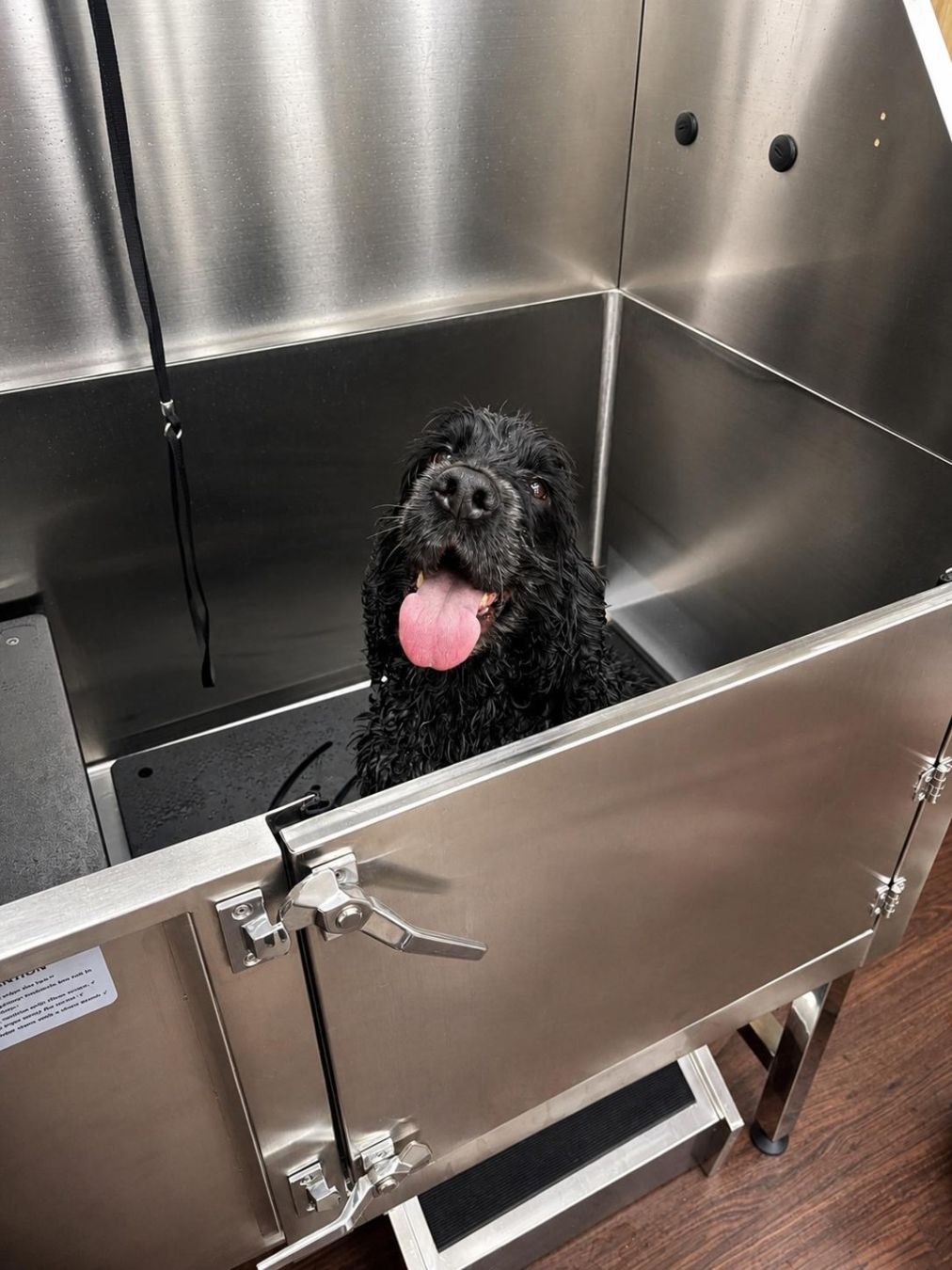 Black dog in a real Doggystyle washing station