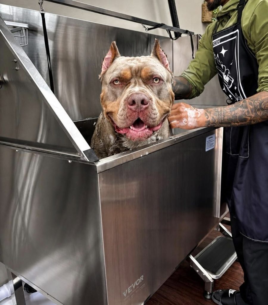 Clean self-service dog wash facility